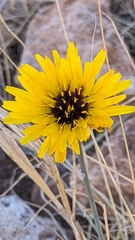 Reichardia tingitana
