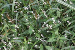 Persicaria jucunda