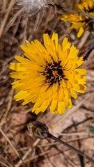 Reichardia tingitana
