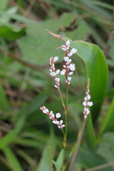 Persicaria jucunda
