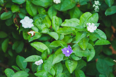 Brunfelsia australis