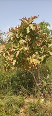 Magnoliopsida