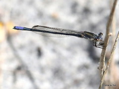 Pseudagrion draconis