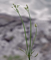 Pfaffia glomerata