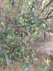 Litsea rotundifolia