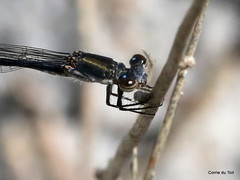 Pseudagrion draconis
