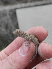 Tenuidactylus caspius