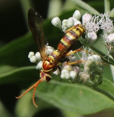 Poecilopompilus interruptus interruptus