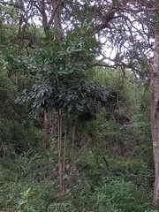 Cussonia zuluensis