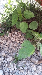 Urtica dioica