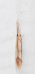 Triaenodes marginatus