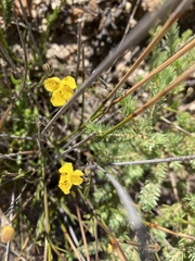 Goodenia dimorpha