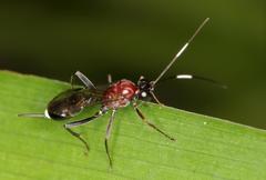 Goryphus