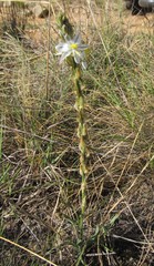 Chlorophytum transvaalense