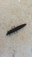 Nyctophila reichii