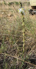 Chlorophytum transvaalense