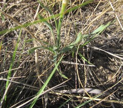 Chlorophytum transvaalense
