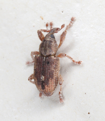 Notiodes aeratus