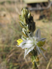 Chlorophytum transvaalense