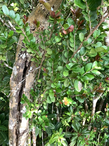 Image of Eurya emarginata by (c) 呂一起(Lu i-chi), some rights reserved (CC BY)
