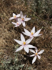 Gethyllis spiralis