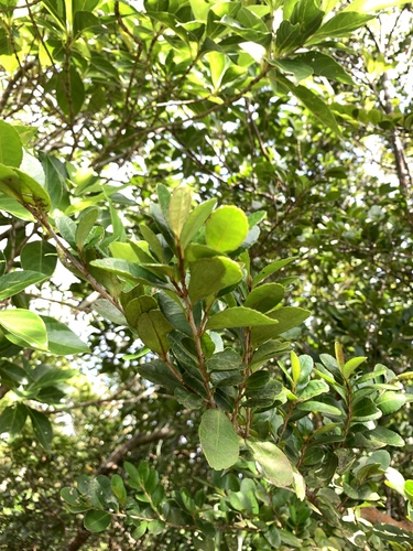 Image of Emarginate eurya by (c) 呂一起(Lu i-chi), some rights reserved (CC BY)