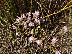 Erica barbigeroides