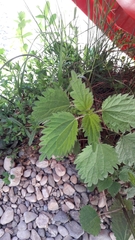Urtica dioica