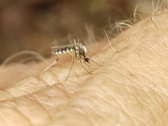 Aedes scapularis