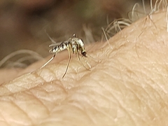Aedes scapularis