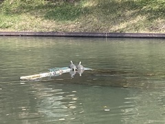 Graptemys ouachitensis