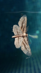 Ecleora solieraria