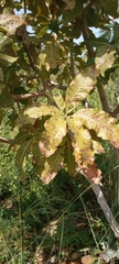 Magnoliopsida