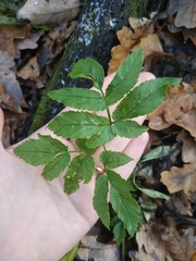 Aegopodium podagraria