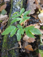 Aegopodium podagraria