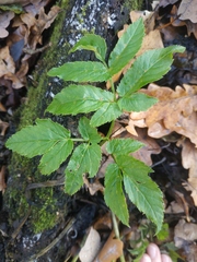 Aegopodium podagraria