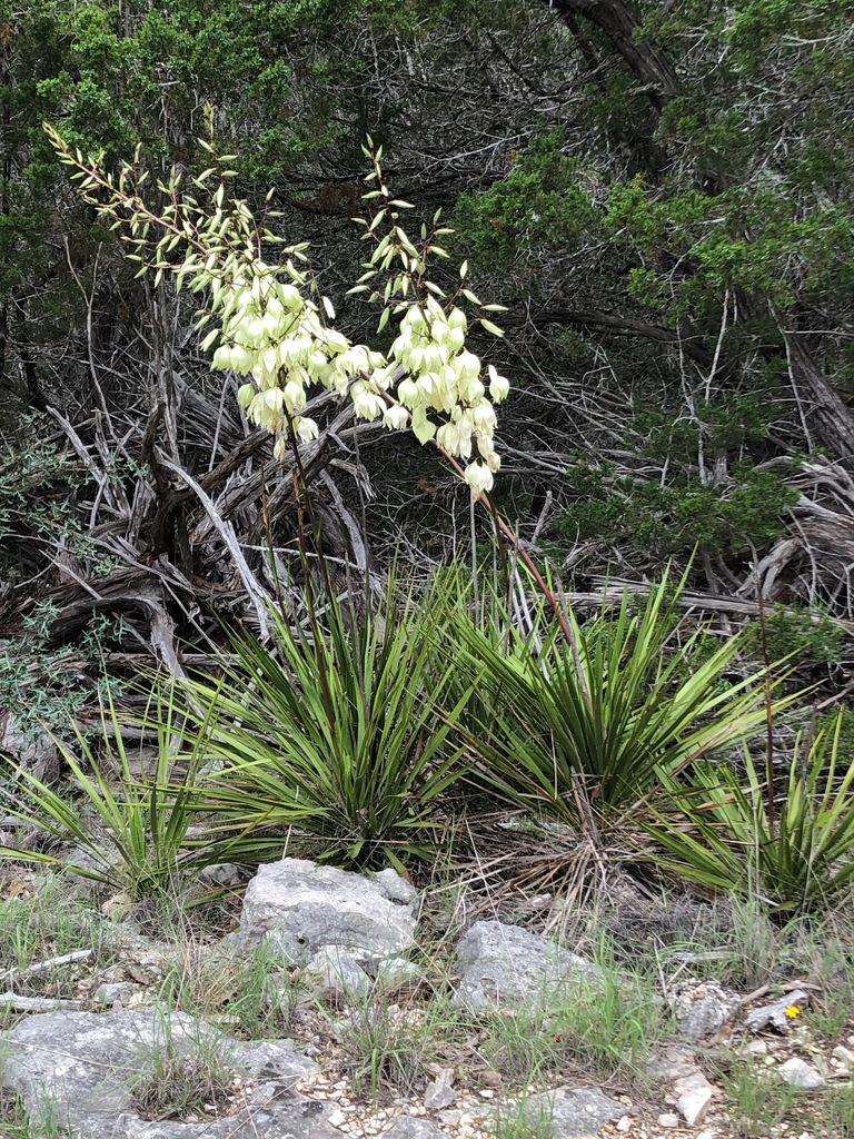 San Angelo Yucca