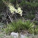 Yucca reverchonii - Photo (c) Cindy Groseth, algunos derechos reservados (CC BY-NC), subido por Cindy Groseth