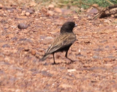 Eremopterix australis
