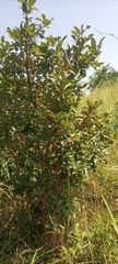 Magnoliopsida