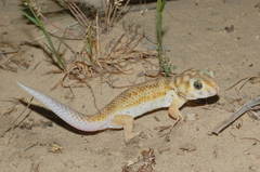 Teratoscincus scincus