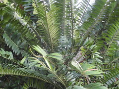 Encephalartos natalensis