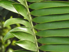 Encephalartos natalensis