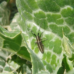 Agapanthia suturalis