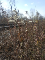 Solidago gigantea
