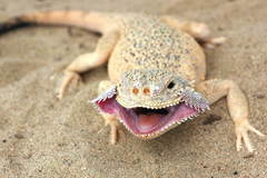 Phrynocephalus mystaceus