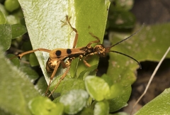 Sphictostethus gravesii