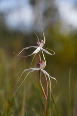 Caladenia saggicola