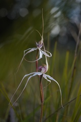Caladenia saggicola