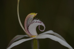 Caladenia saggicola